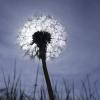 Pusteblume im Sommer